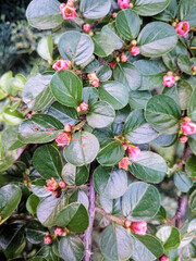 green plant with pink flowers