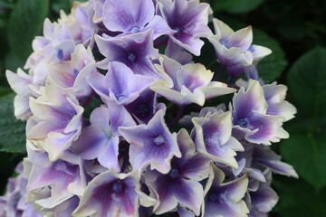 梅雨に咲く美しい紫陽花