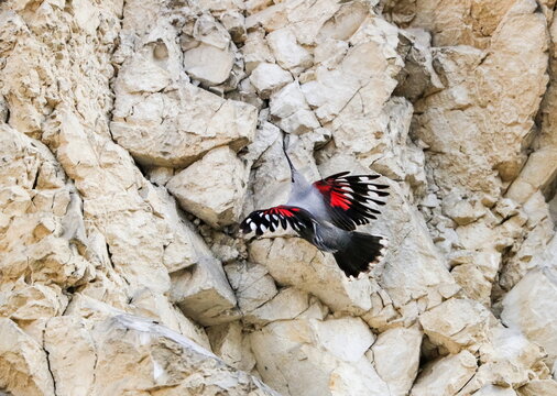 Mountain flying jewel, flying arround a rock looking for beetles and other bugs. Grey bird with red wings. Palava Hills, Czech Republic. Wallcreeper, Tichodroma muraria.