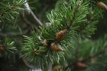 The young green pine cones of the pine tree in Sapporo Japan