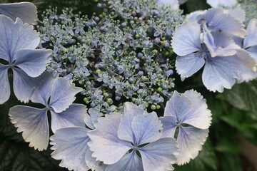 梅雨に咲く美しい紫陽花