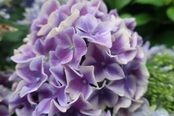 梅雨に咲く美しい紫陽花