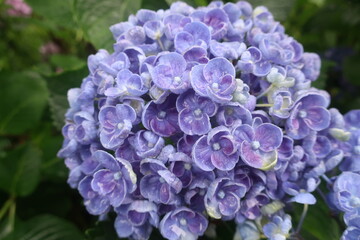 梅雨に咲く美しい紫陽花