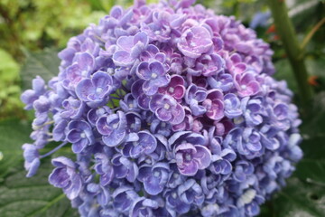 梅雨に咲く美しい紫陽花