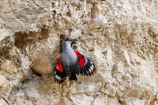 Mountain flying jewel, jumping on a rock looking for beetles and other bugs. Grey bird with red wings. Palava Hills, Czech Republic. Wallcreeper, Tichodroma muraria.