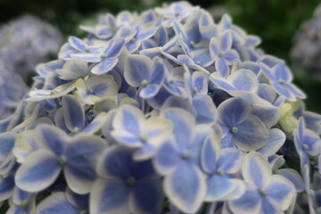 梅雨に咲く美しい紫陽花