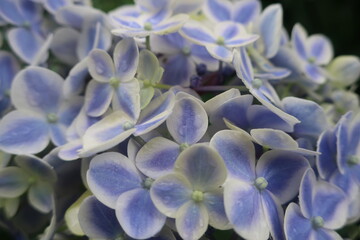 梅雨に咲く美しい紫陽花
