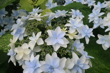 梅雨に咲く美しい紫陽花