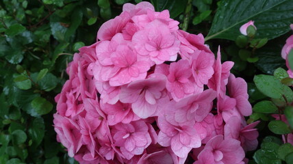 雨に輝く美しい紫陽花