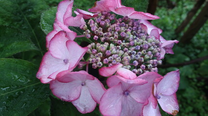 雨に輝く美しい紫陽花