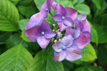 梅雨に咲く美しい紫陽花