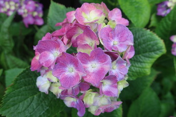 雨に輝く美しい紫陽花