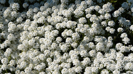 (Iberis sempervirens) Dichte Matte und kleine Schleifen weißen Einzelblüten Schleifenblumen 