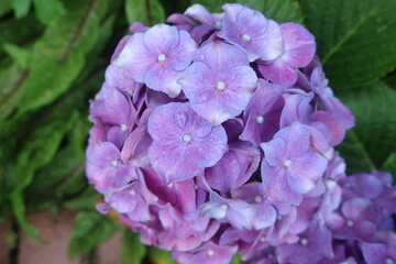 梅雨に咲く美しい紫陽花