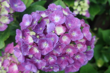 雨に輝く美しい紫陽花