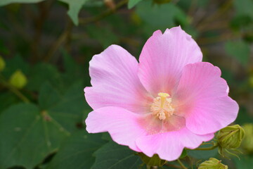 ピンク色のフヨウの花