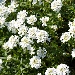 Iberis sempervirens oder Immergrüne Schleifenblume, Halbstrauch mit weißen Blüten und lanzettliches grünes, stumpf Laub