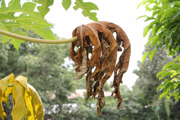 Dried papaya leaves blurred background.