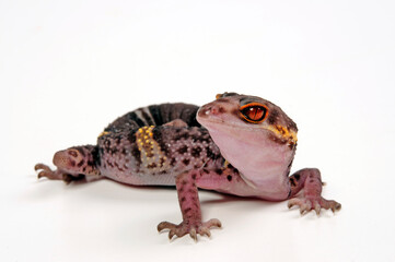 Chinese cave gecko // Hainan-Krallengecko (Goniurosaurus hainanensis)