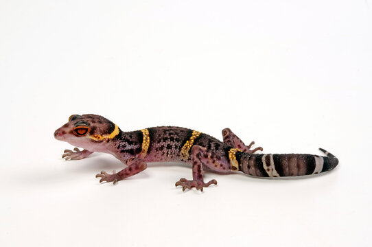 Chinese cave gecko // Hainan-Krallengecko (Goniurosaurus hainanensis)