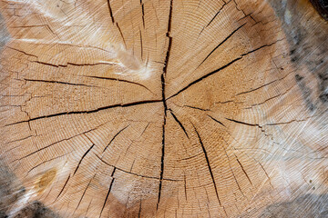 Slice of tree log close up reavealing year rings and chainsaw marks.