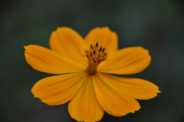 キバナコスモスの花