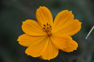 キバナコスモスの花