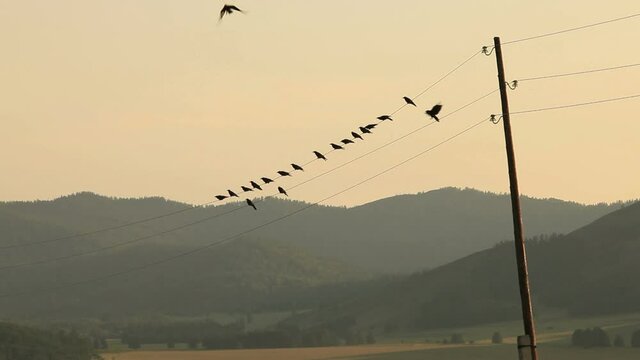 Crow flies off with wires