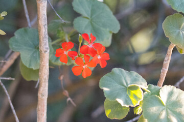 Addo Elephant National Park: pretty red wild flowers in the park