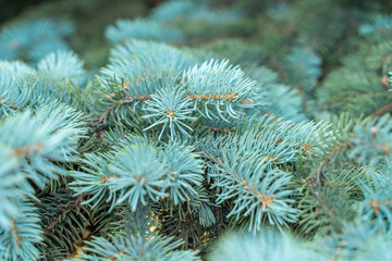 Naklejka na ściany i meble blue spruce branches close up