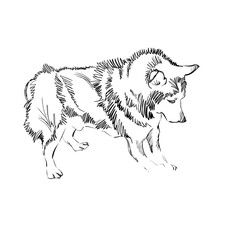 The Portrait of a Cute Shaggy Dog on White Background. Vector Illustration of a Beautiful Sketched Siberian Husky,. Freehand Monochrome Drawing. Linear Sketch. Realistic Style. Animal Art for Kids