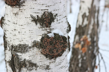 Chaga (Inonotus obliquus) is a fungus from the Hymenochaetaceae family. Potential medicine for coronavirus. It parasitizes birch and other trees.