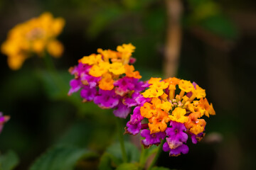 Purple and yellow lantana camara flower