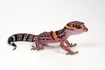 Hainan-Krallengecko // Chinese cave gecko (Goniurosaurus hainanensis)