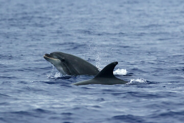 Fototapeta premium The common bottlenose dolphin or Atlantic bottlenose dolphin (Tursiops truncatus) on the high seas. A pair of dolphins in the Atlantic.