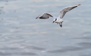 The whiskered tern in flight , Bang Pu Recreation Centre , Thailand