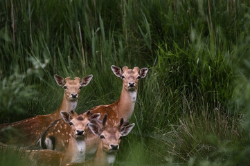 Stadko młodych jeleni na tle zielonych trzcin