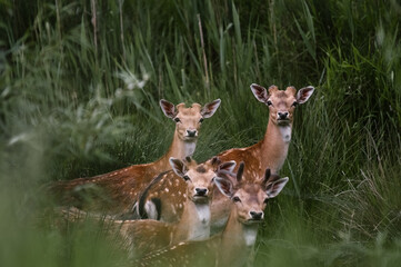 Stadko młodych jeleni na tle zielonych trzcin