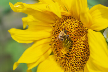 Beautiful bright yellow sunflower with bumblebeeunder bright sunlight with yellow petals and green leaves