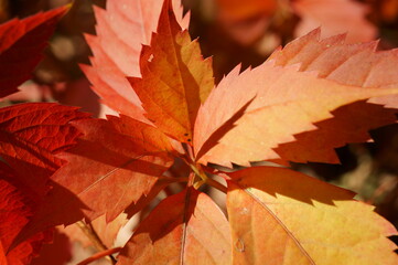 Autumn leaves close-up.