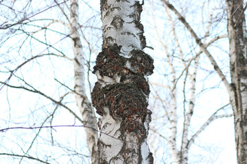 Chaga (Inonotus obliquus) is a fungus from the Hymenochaetaceae family. Potential medicine for coronavirus. It parasitizes birch and other trees.