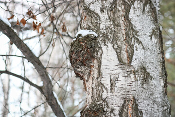Chaga (Inonotus obliquus) is a fungus from the Hymenochaetaceae family. Potential medicine for coronavirus. It parasitizes birch and other trees.