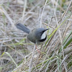 Addo Elephant National Park: Bar-throated Apalis searching for insects
