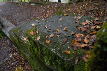 Feuilles mortes de hêtre