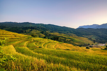 Terraced rice fields in Y ty, Sapa, Laocai, Vietnam prepare the harvest