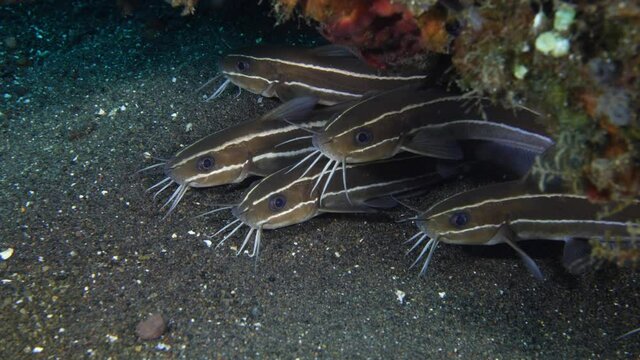 Striped Catfish - Plotosus lineatus. Underwater world of Tulamben, Bali, Indonesia. 4k video.