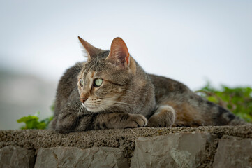 Streunerkatze