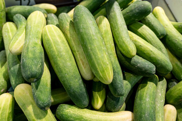 Many cucumbers on the shelf