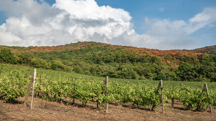 Fototapeta na wymiar Grape field between green hills
