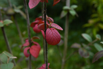 Feuilles rouge d'automne